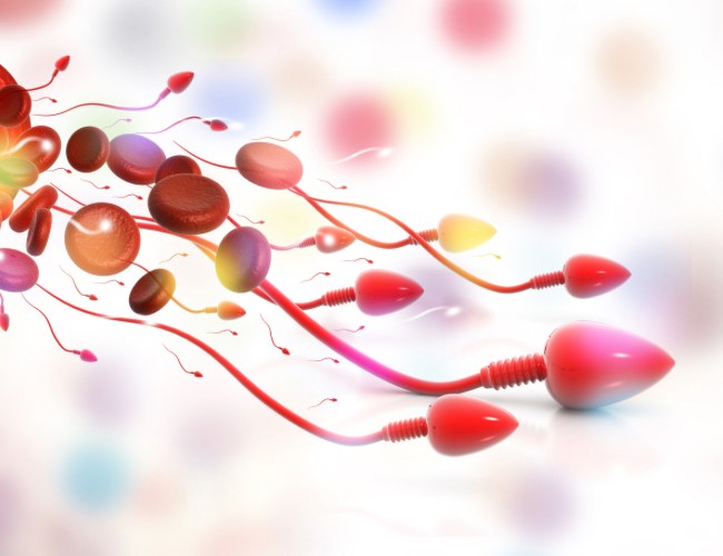 Sperm DNA Hasarı Testi