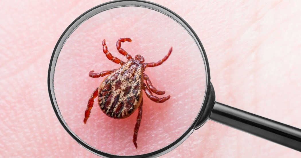 Lyme Testi